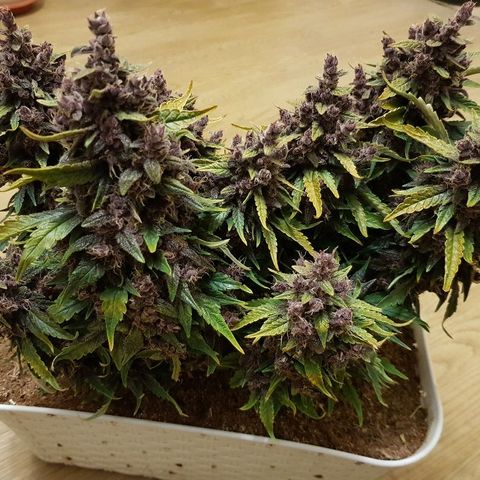 C4-Matic growlog photo: 490г до сушки