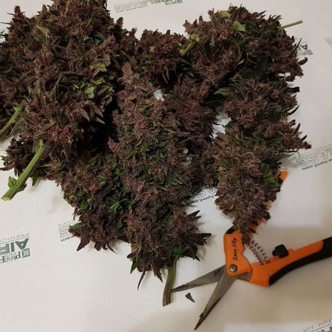 C4-Matic growlog photo: 490г до сушки
