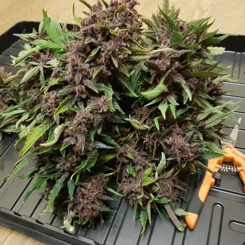C4-Matic growlog photo: 490г до сушки