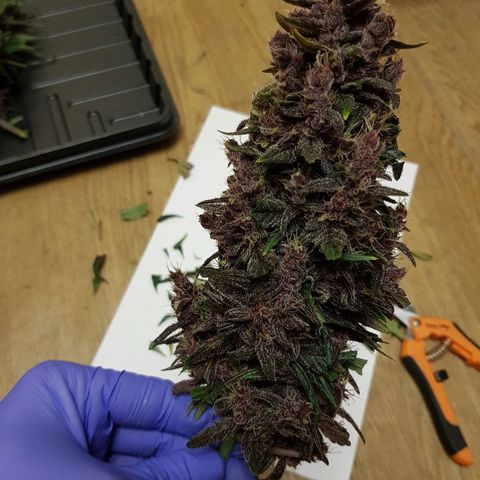 C4-Matic growlog photo: 490г до сушки