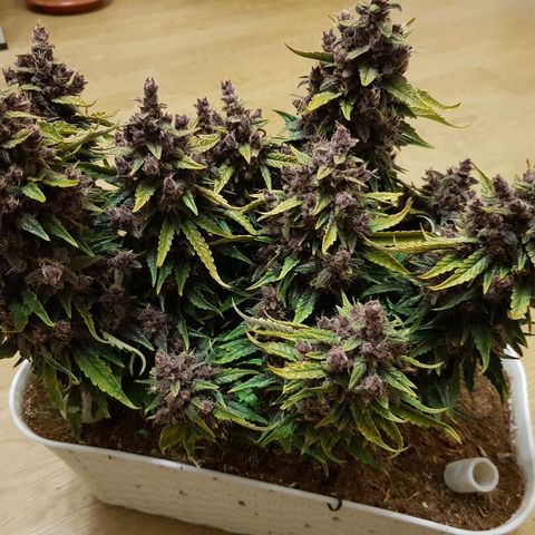 C4-Matic growlog photo: 490г до сушки