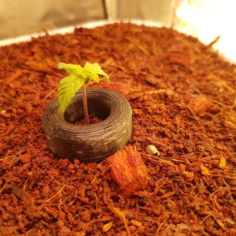 Northern Light Automatic growlog timeline photo