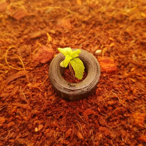 Northern Light Automatic growlog timeline photo
