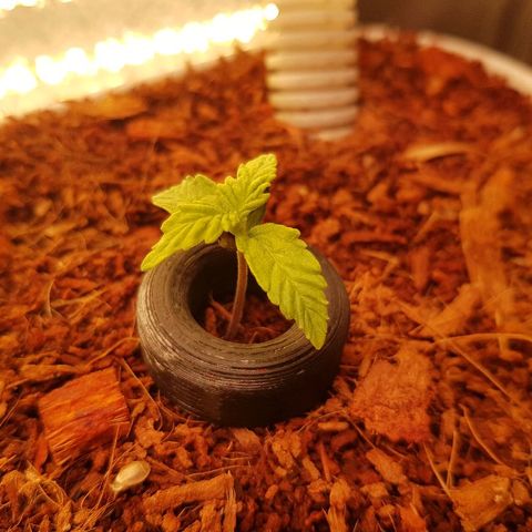 Northern Light Automatic growlog timeline photo