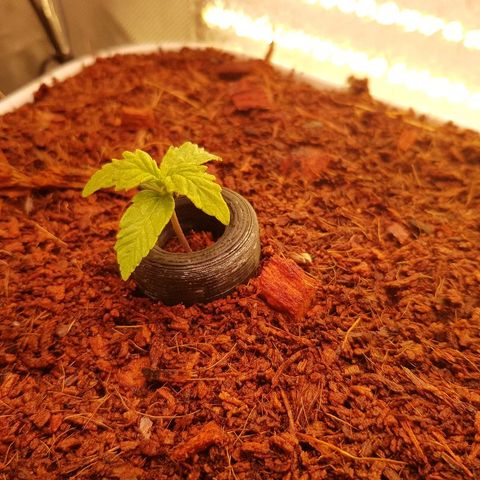 Northern Light Automatic growlog timeline photo