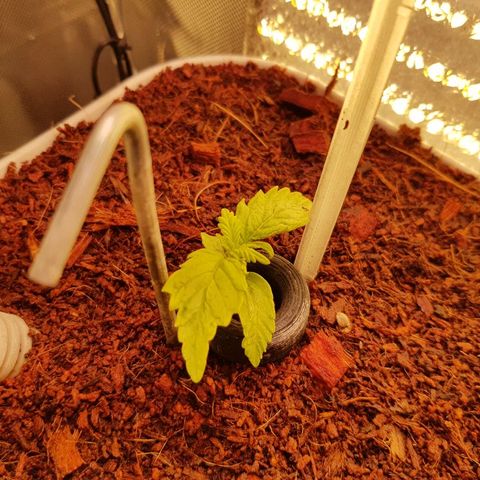 Northern Light Automatic growlog timeline photo