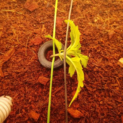 Northern Light Automatic growlog timeline photo