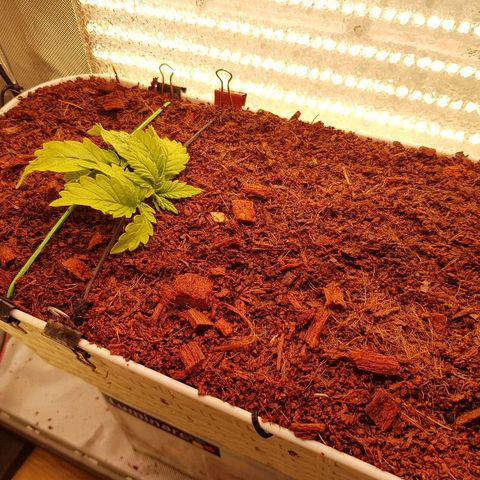 Northern Light Automatic growlog timeline photo