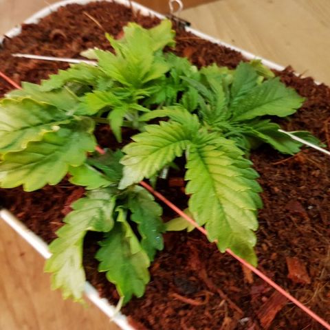 Northern Light Automatic growlog timeline photo