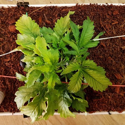Northern Light Automatic growlog timeline photo