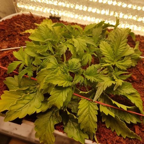 Northern Light Automatic growlog timeline photo