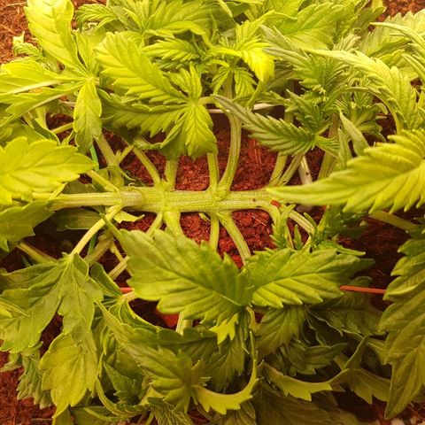 Northern Light Automatic growlog timeline photo
