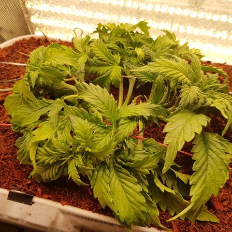 Northern Light Automatic growlog timeline photo
