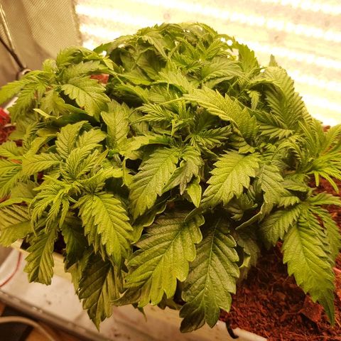 Northern Light Automatic growlog timeline photo