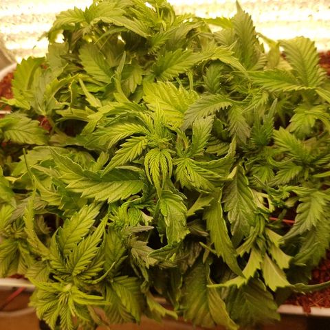 Northern Light Automatic growlog timeline photo