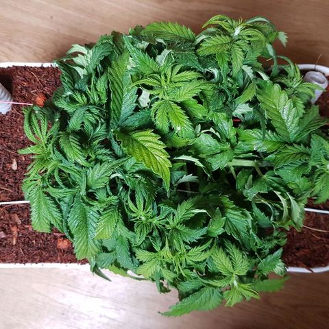 Northern Light Automatic growlog timeline photo