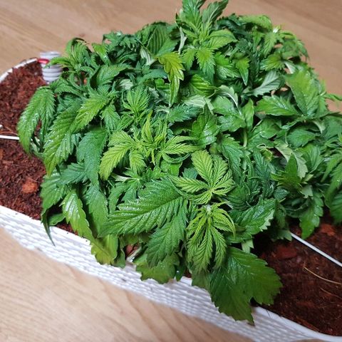 Northern Light Automatic growlog timeline photo
