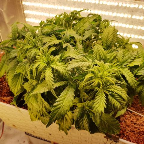 Northern Light Automatic growlog timeline photo