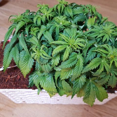 Northern Light Automatic growlog timeline photo