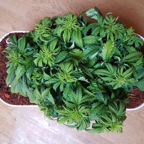Northern Light Automatic growlog timeline photo
