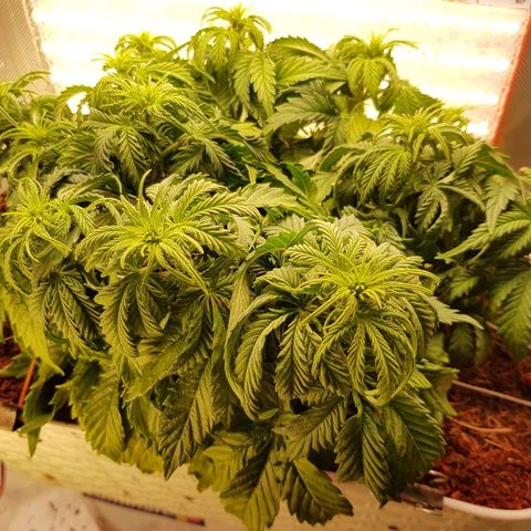 Northern Light Automatic growlog timeline photo