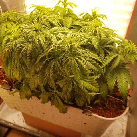 Northern Light Automatic growlog timeline photo