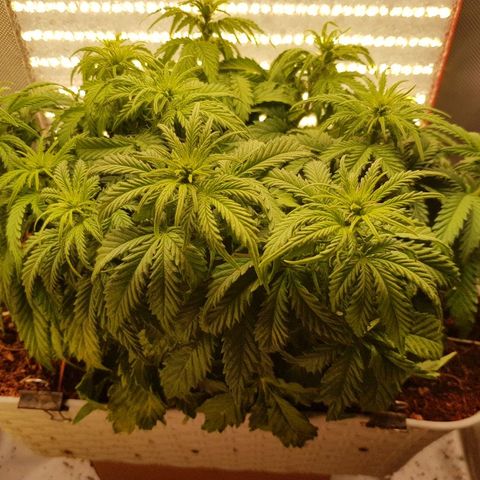 Northern Light Automatic growlog timeline photo