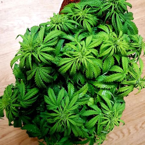 Northern Light Automatic growlog timeline photo