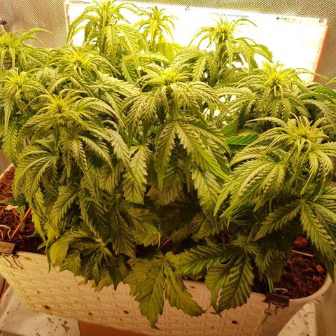 Northern Light Automatic growlog timeline photo