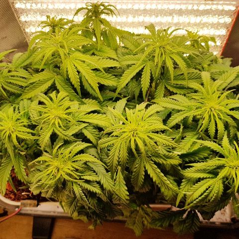 Northern Light Automatic growlog timeline photo