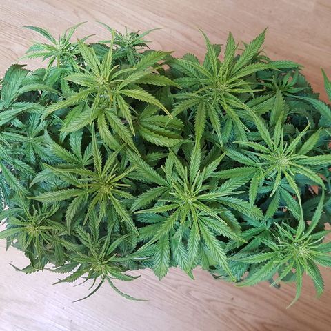 Northern Light Automatic growlog timeline photo