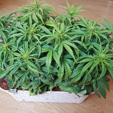 Northern Light Automatic growlog timeline photo