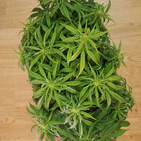 Northern Light Automatic growlog timeline photo