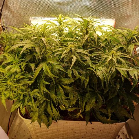 Northern Light Automatic growlog timeline photo