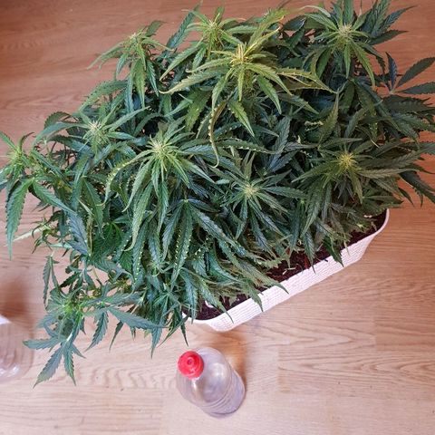Northern Light Automatic growlog timeline photo