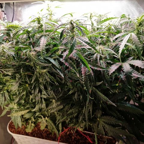 Northern Light Automatic growlog timeline photo