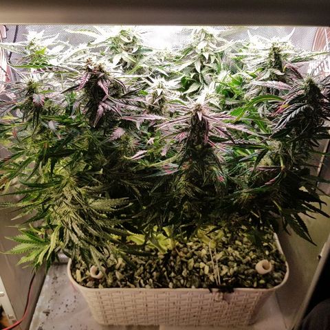 Northern Light Automatic growlog timeline photo