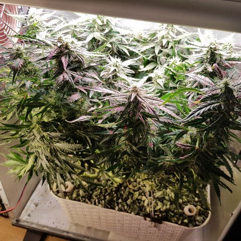 Northern Light Automatic growlog timeline photo