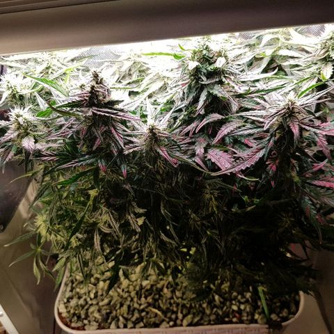 Northern Light Automatic growlog timeline photo