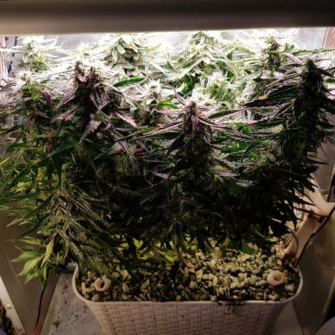 Northern Light Automatic growlog timeline photo