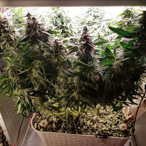 Northern Light Automatic growlog timeline photo