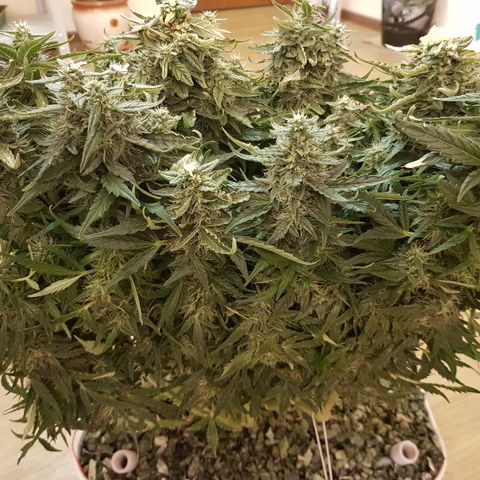 Northern Light Automatic growlog timeline photo