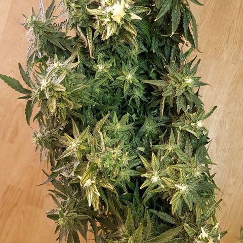 Northern Light Automatic growlog timeline photo