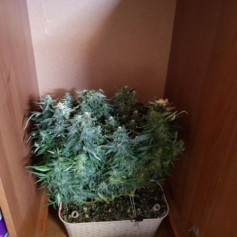 Northern Light Automatic growlog timeline photo