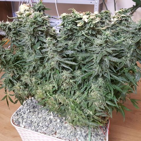 Northern Light Automatic growlog timeline photo