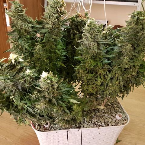 Northern Light Automatic growlog timeline photo
