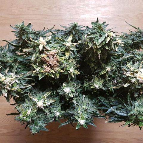 Northern Light Automatic growlog timeline photo
