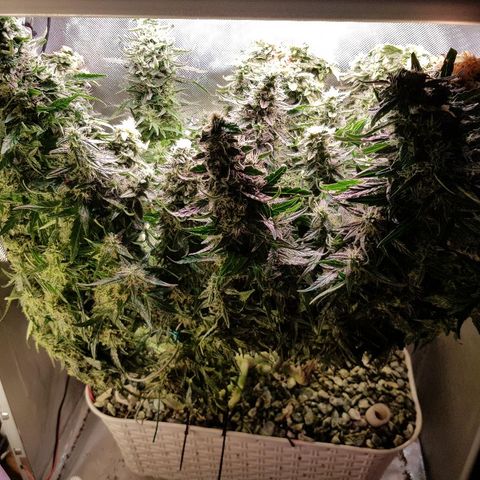 Northern Light Automatic growlog timeline photo
