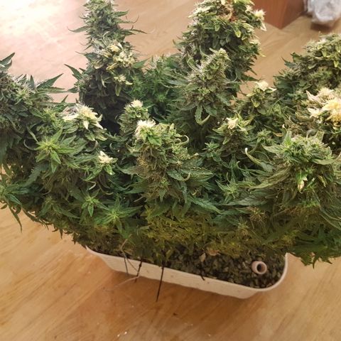 Northern Light Automatic growlog timeline photo