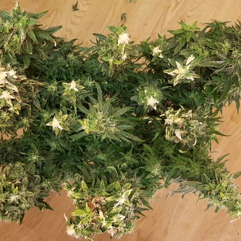 Northern Light Automatic growlog timeline photo